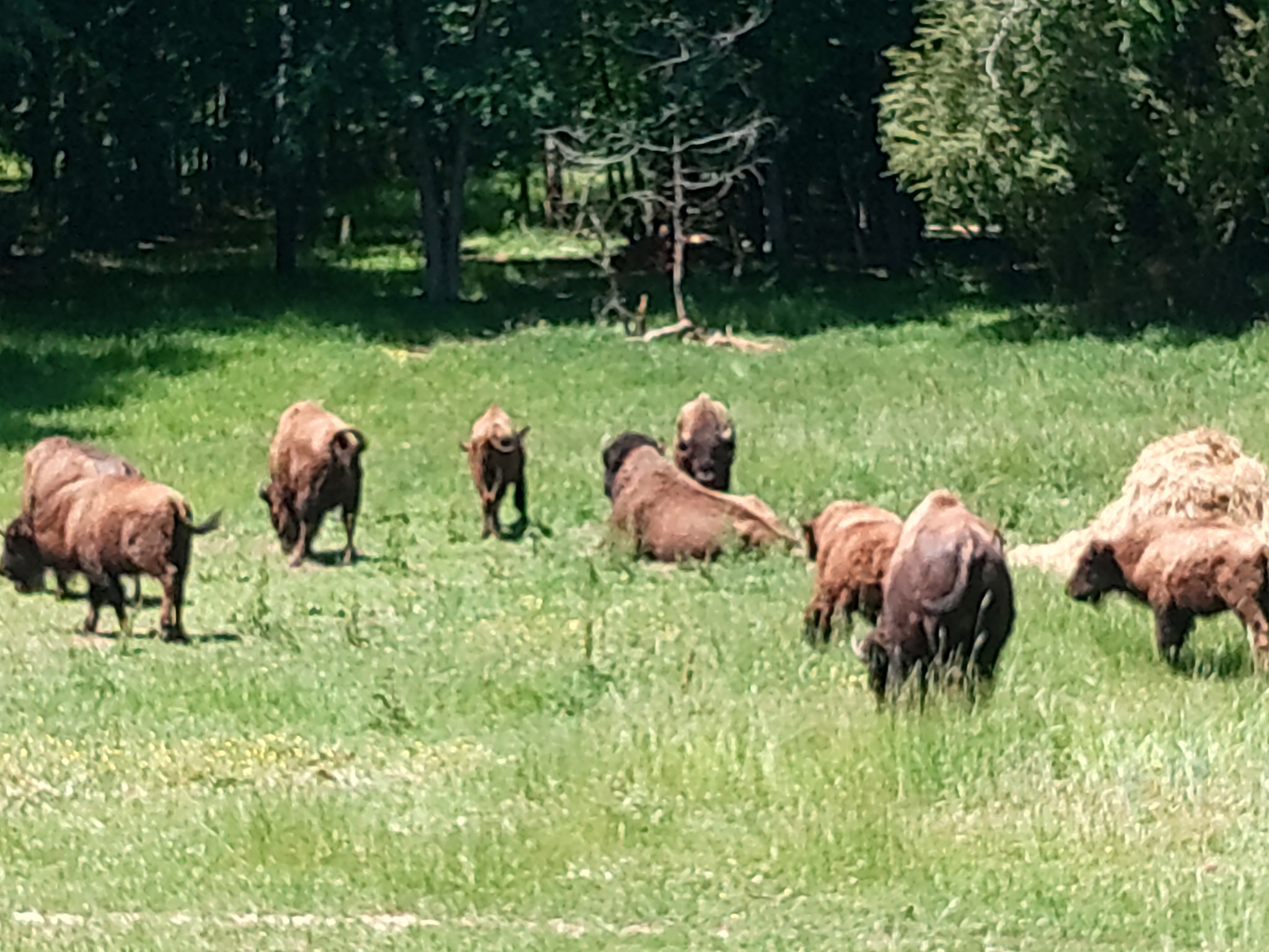 Boundary Line Bison photo 1