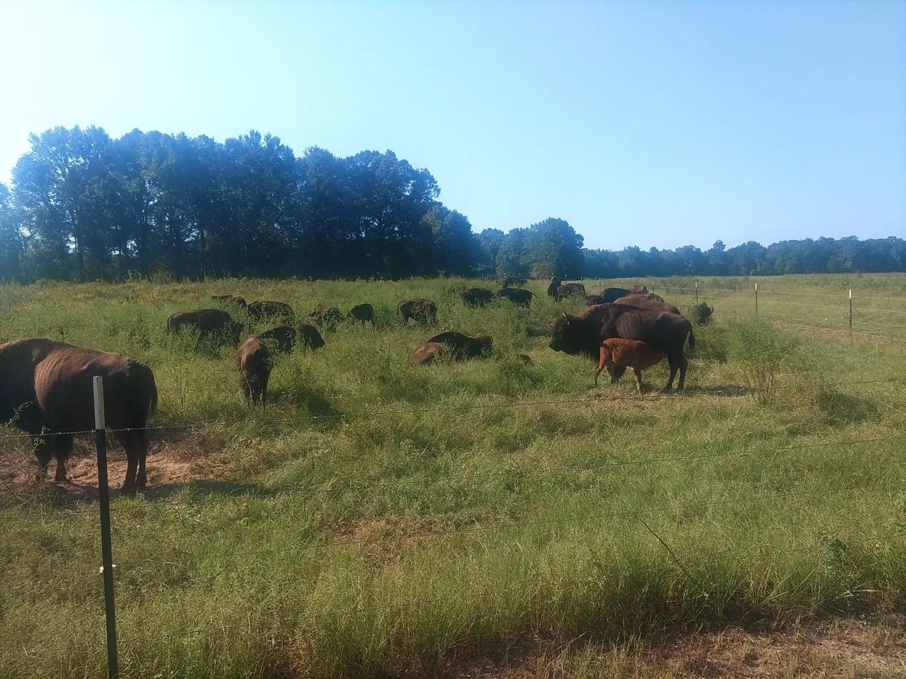 Boundary Line Bison photo 2