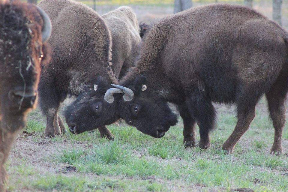 Boundary Line Bison photo 3