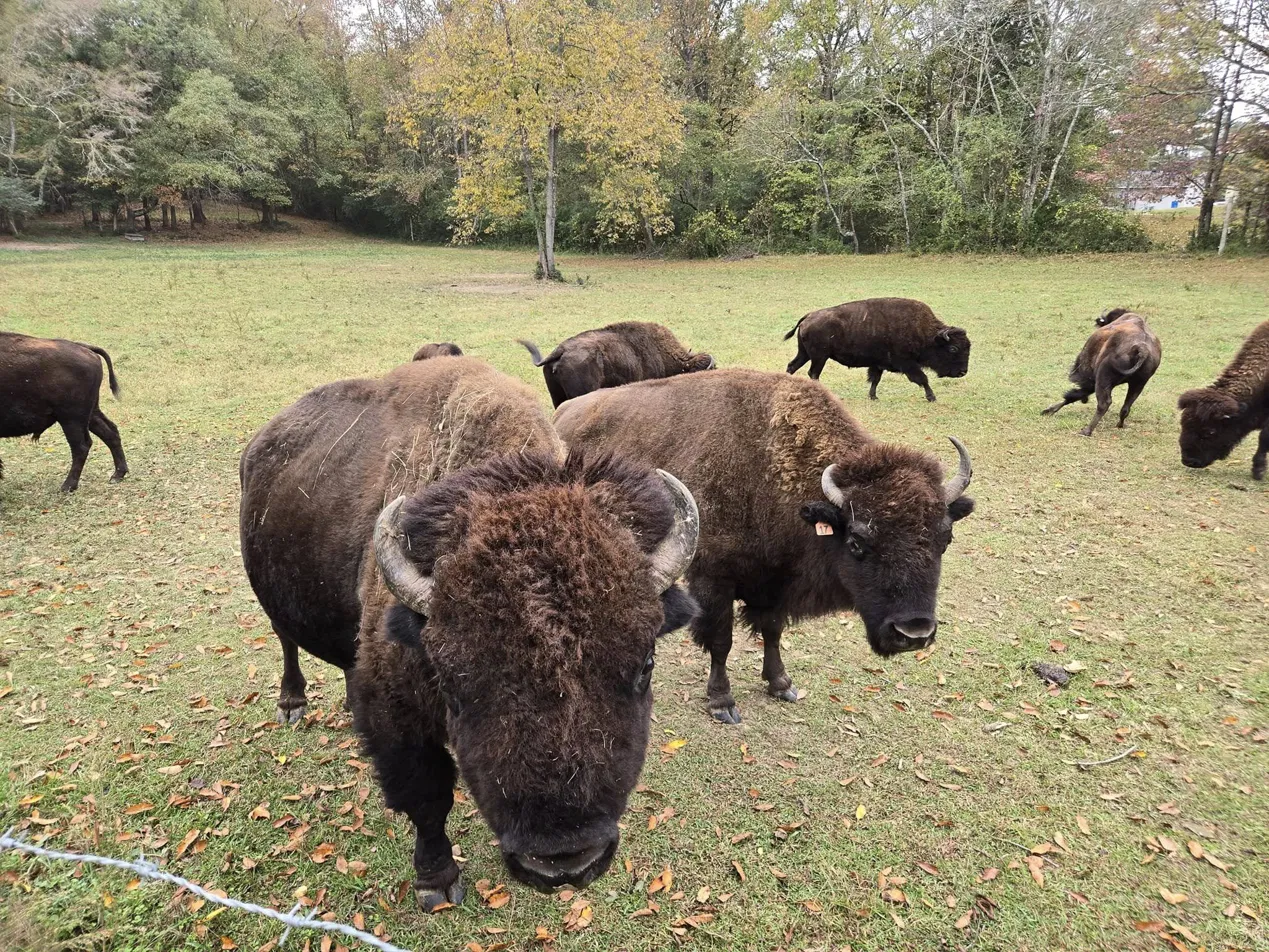 Boundary Line Bison in Piedmont, Alabama
